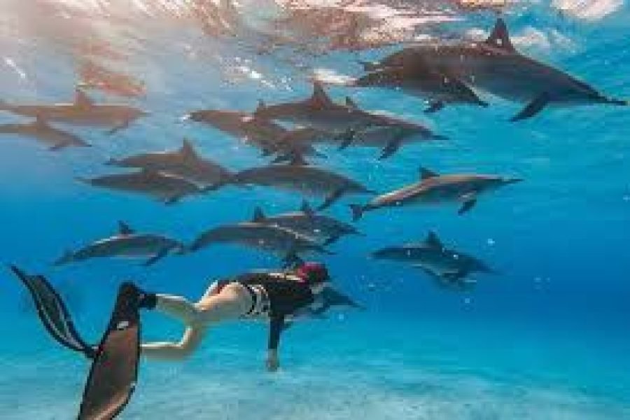 Vip Dolphin House